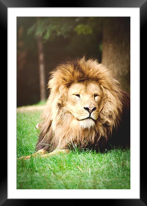 Lion, sitting in wait! Framed Mounted Print by Dan Fisher