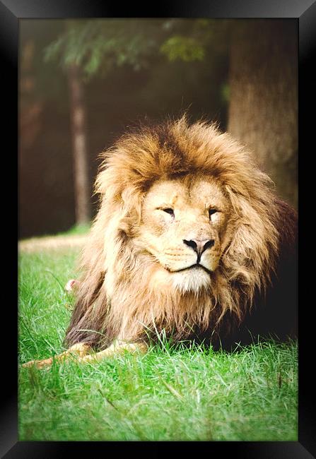 Lion, sitting in wait! Framed Print by Dan Fisher
