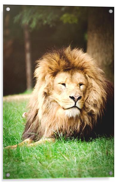 Lion, sitting in wait! Acrylic by Dan Fisher