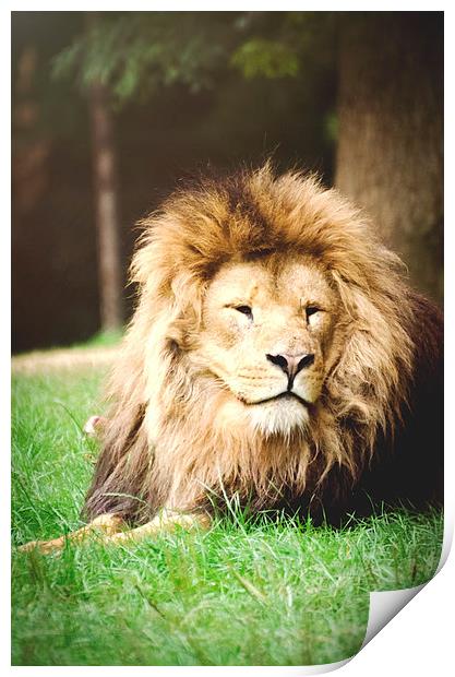 Lion, sitting in wait! Print by Dan Fisher