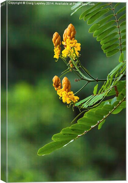 yellow flowering tree Canvas Print by Craig Lapsley
