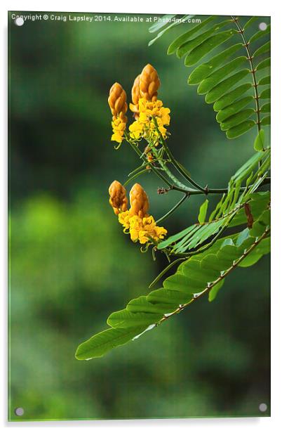 yellow flowering tree Acrylic by Craig Lapsley