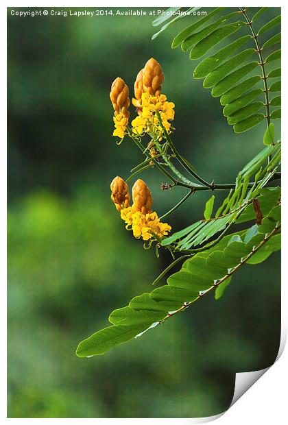yellow flowering tree Print by Craig Lapsley