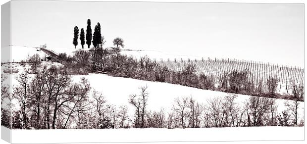 The cypresses Canvas Print by Guido Parmiggiani