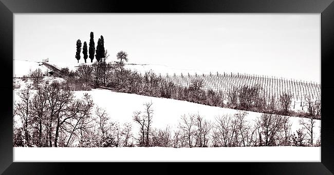 The cypresses Framed Print by Guido Parmiggiani