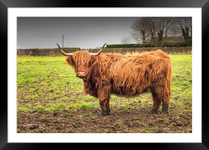 Highland Cow Framed Mounted Print by Stephen Mole