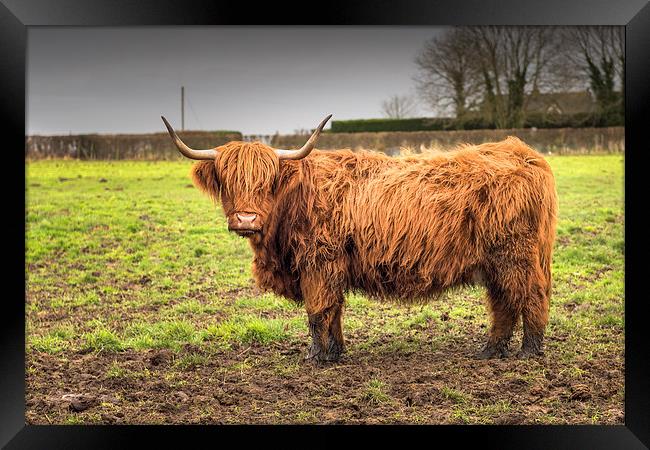Highland Cow Framed Print by Stephen Mole