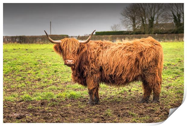 Highland Cow Print by Stephen Mole