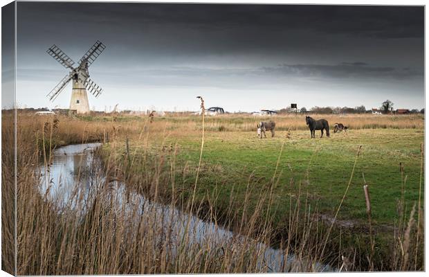 Horse and Donkeys at Thurne Canvas Print by Stephen Mole