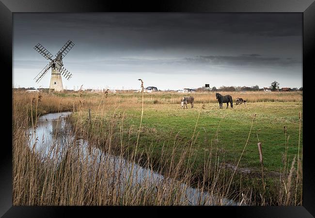 Horse and Donkeys at Thurne Framed Print by Stephen Mole