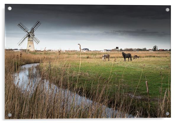 Horse and Donkeys at Thurne Acrylic by Stephen Mole