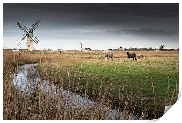 Horse and Donkeys at Thurne Print by Stephen Mole