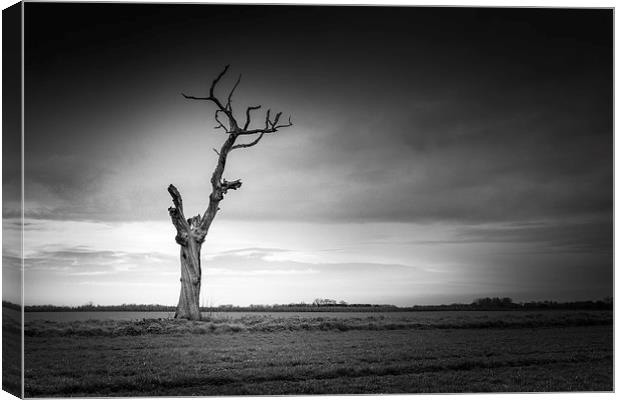 Lonely dead tree Canvas Print by Stephen Mole