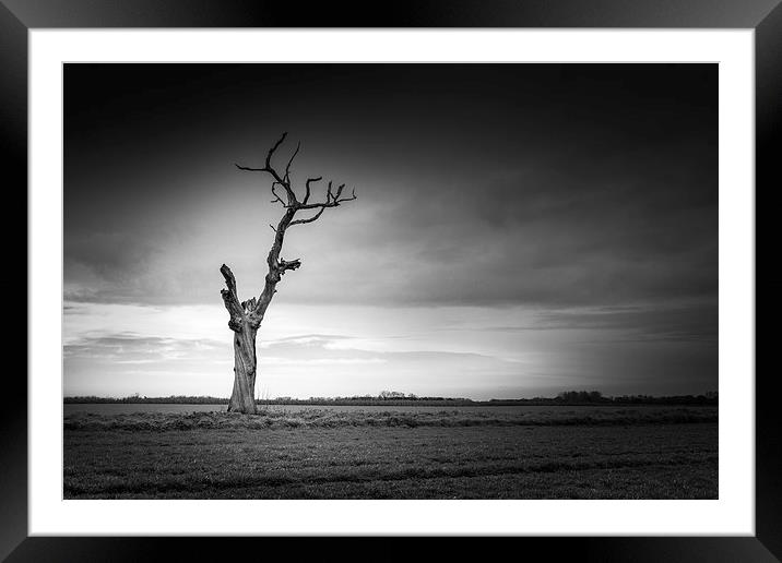 Lonely dead tree Framed Mounted Print by Stephen Mole