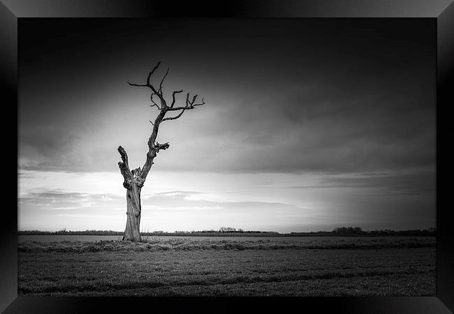 Lonely dead tree Framed Print by Stephen Mole