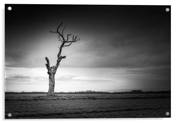 Lonely dead tree Acrylic by Stephen Mole