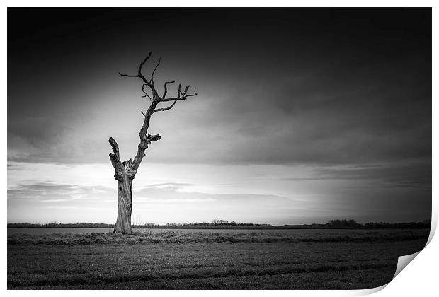 Lonely dead tree Print by Stephen Mole
