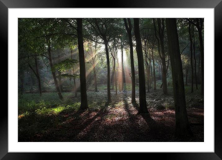 Woodland Sun Burst Framed Mounted Print by Ceri Jones