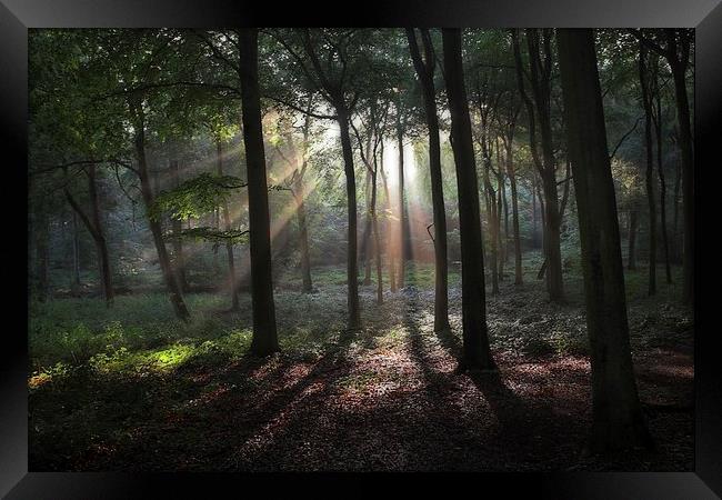 Woodland Sun Burst Framed Print by Ceri Jones