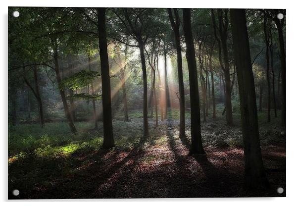 Woodland Sun Burst Acrylic by Ceri Jones