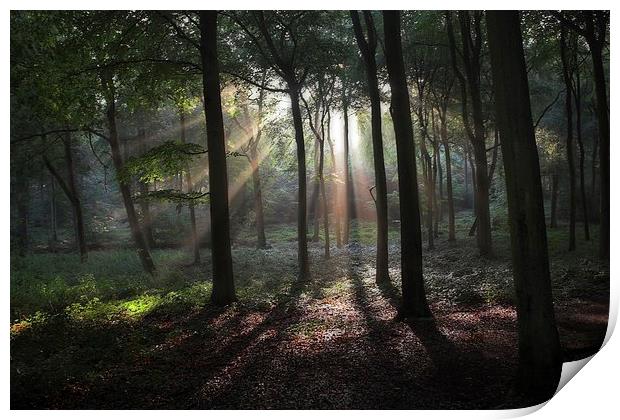 Woodland Sun Burst Print by Ceri Jones
