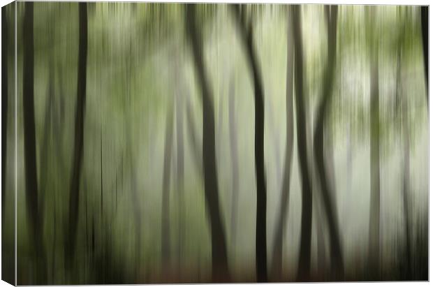Colour of the  Summer Woodlands Canvas Print by Ceri Jones