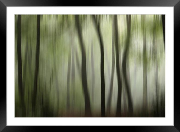 Colour of the  Summer Woodlands Framed Mounted Print by Ceri Jones
