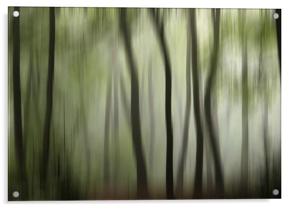 Colour of the  Summer Woodlands Acrylic by Ceri Jones