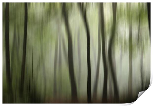 Colour of the  Summer Woodlands Print by Ceri Jones