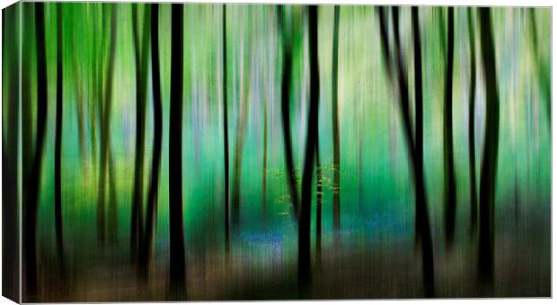 Colour of the Spring Woods Canvas Print by Ceri Jones