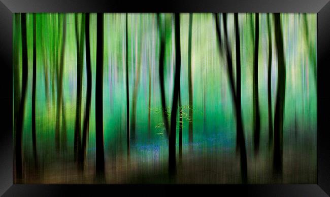 Colour of the Spring Woods Framed Print by Ceri Jones