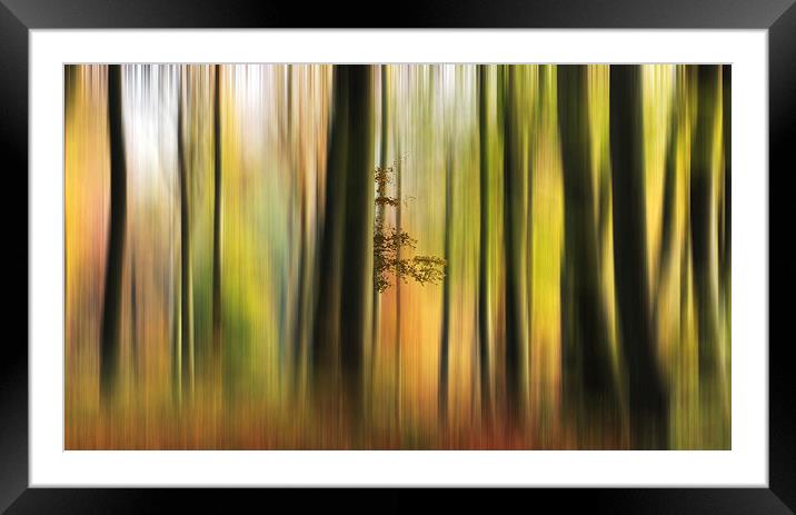 Colour of the Autumn Woods Framed Mounted Print by Ceri Jones