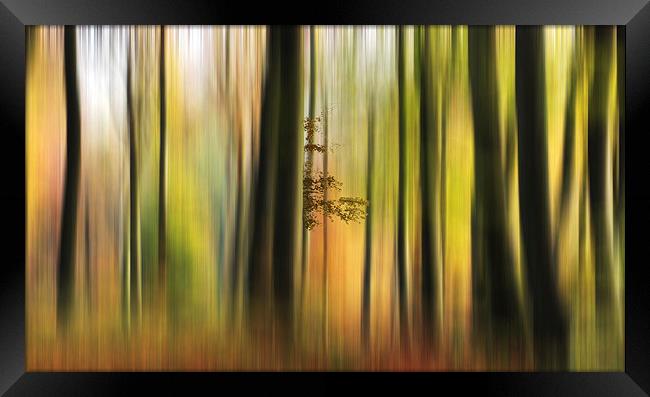 Colour of the Autumn Woods Framed Print by Ceri Jones