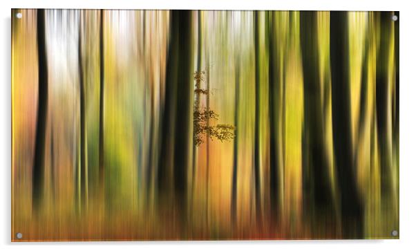 Colour of the Autumn Woods Acrylic by Ceri Jones