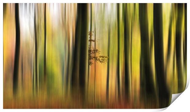 Colour of the Autumn Woods Print by Ceri Jones