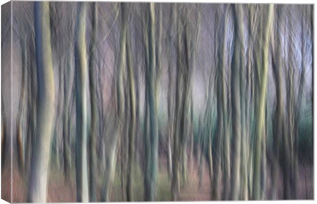Colour of the Winter Woods Canvas Print by Ceri Jones