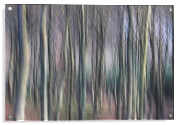 Colour of the Winter Woods Acrylic by Ceri Jones