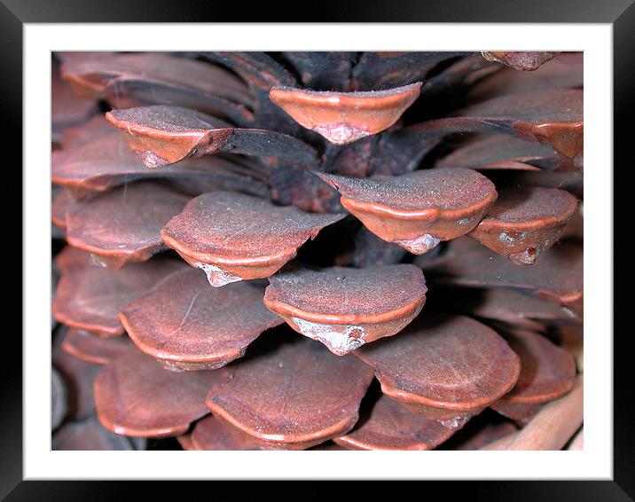 Pine Cone Petals Framed Mounted Print by Susan McGowan