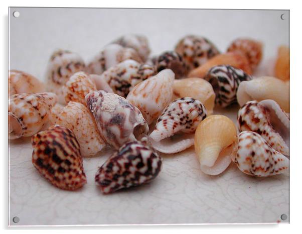 Mini Shells Acrylic by Susan McGowan