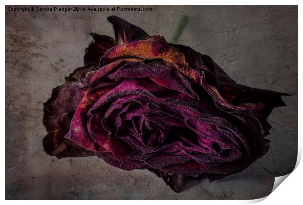 Shabby Chic Rose Print by Sandra Pledger
