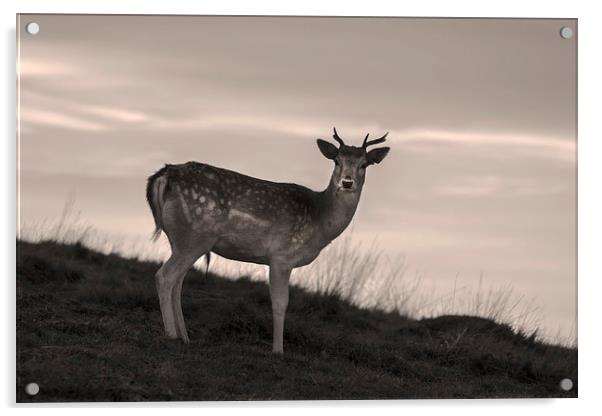 Deer at Dusk Acrylic by Simon Alesbrook