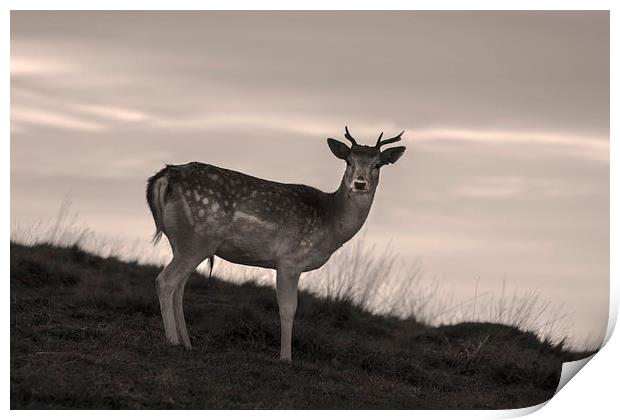 Deer at Dusk Print by Simon Alesbrook