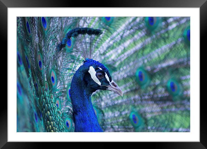 peacock Framed Mounted Print by Eric Fouwels