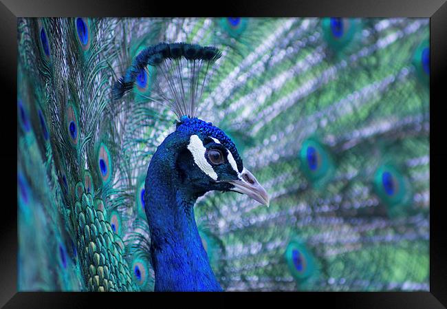 peacock Framed Print by Eric Fouwels