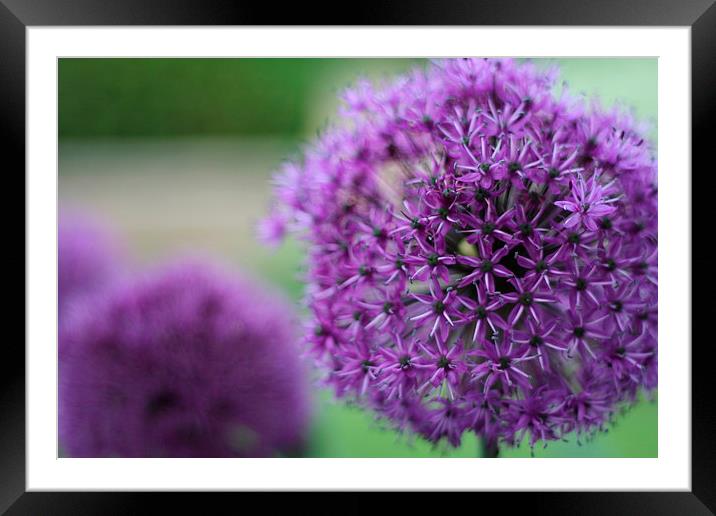 Allium Globus Framed Mounted Print by Simon Nortley
