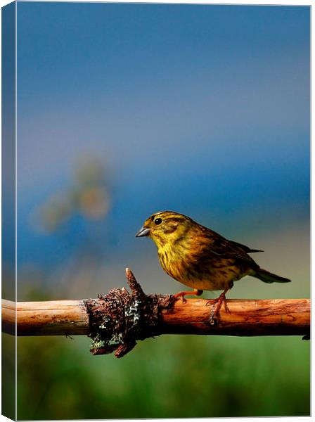 Yellowhammer Canvas Print by Macrae Images