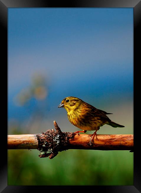 Yellowhammer Framed Print by Macrae Images