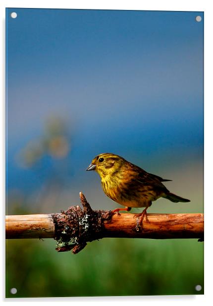 Yellowhammer Acrylic by Macrae Images