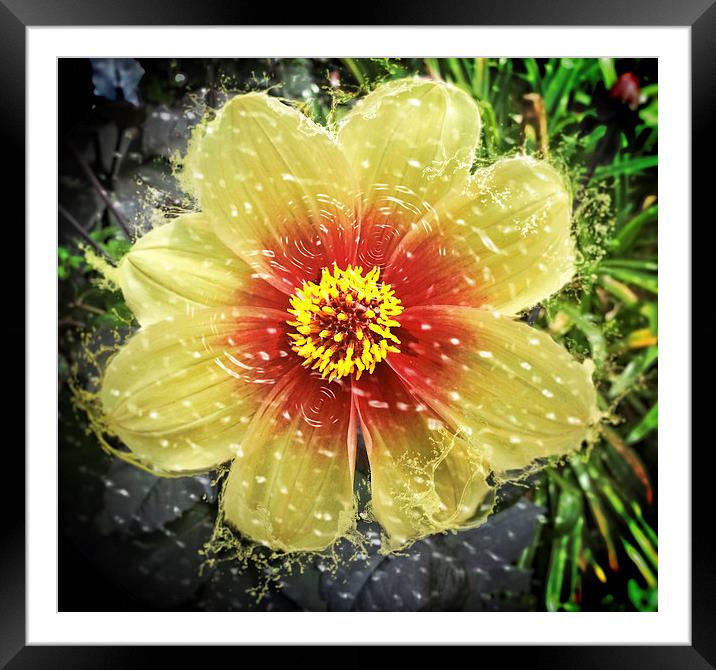 Splishy Splashy Flower Framed Mounted Print by Fraser Hetherington