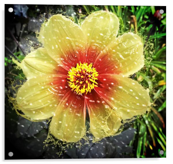 Splishy Splashy Flower Acrylic by Fraser Hetherington